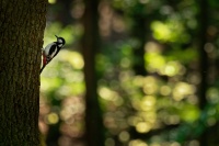 Strakapoud velky - Dendrocopos major - Great Spotted Woodpecker o4450